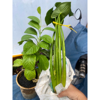 (HOẢ TỐC) THUỶ TIÊN THÁI (giao cây trơn) - 1 cây