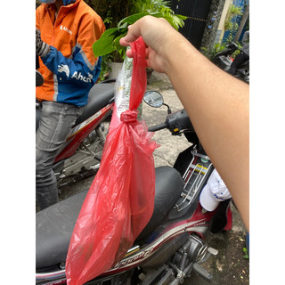 (HOẢ TỐC) THUỶ TIÊN THÁI (giao cây trơn) - 1 cây