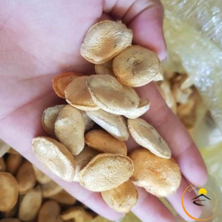 Hạt sang trắng rừng Tây Bắc chữa đau dạ dày. Giá 1 hạt chọn, già, to chuẩn sang trắng rừng, trực tiếp thu hái