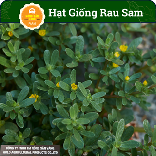 Hạt giống rau sam, nảy mầm cao, phát triển và sinh trưởng mạnh - nông sản vàng