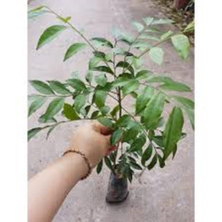 Giống cây móc mật cây gia vị dược liệu