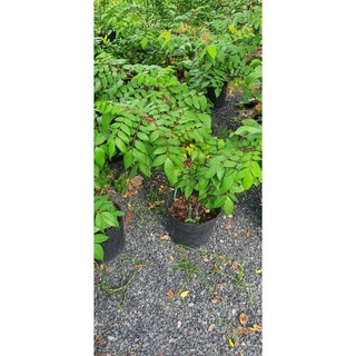 Cây khế chua hoặc khế ngọt
