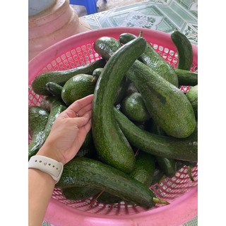 1 KG Bơ 034 Lâm Đồng size 3-4
