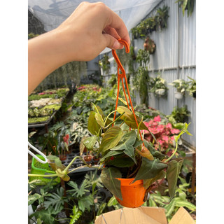 Trầu Mican chậu nhựa cứng