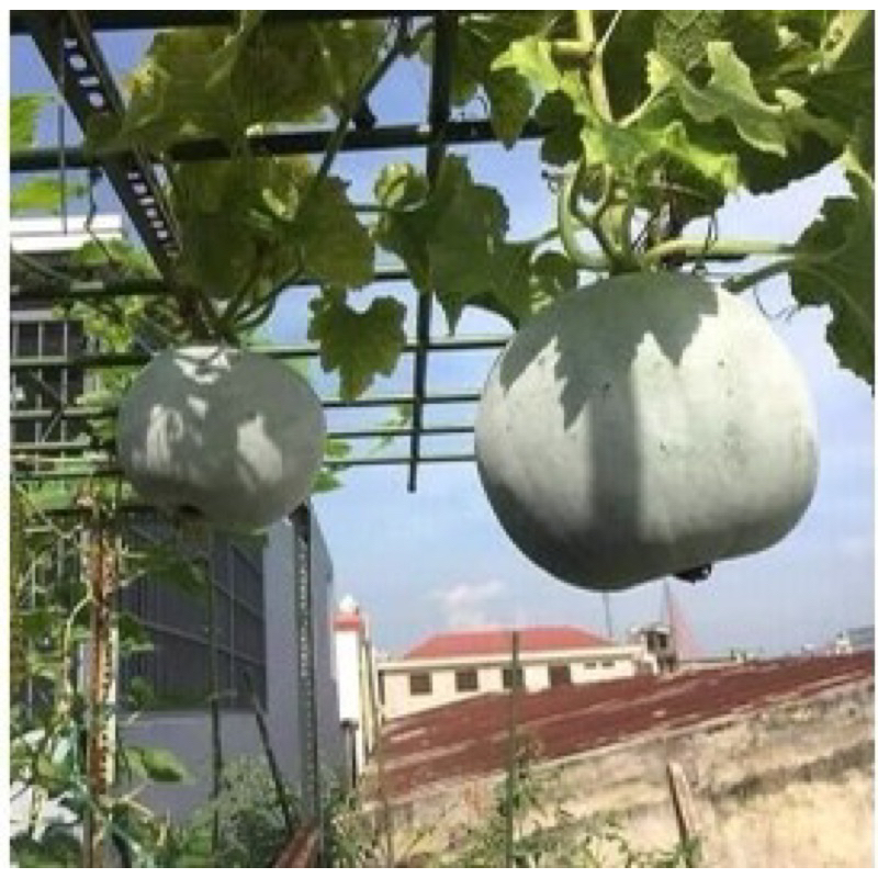 Hạt giống bí thơm Thái Lan