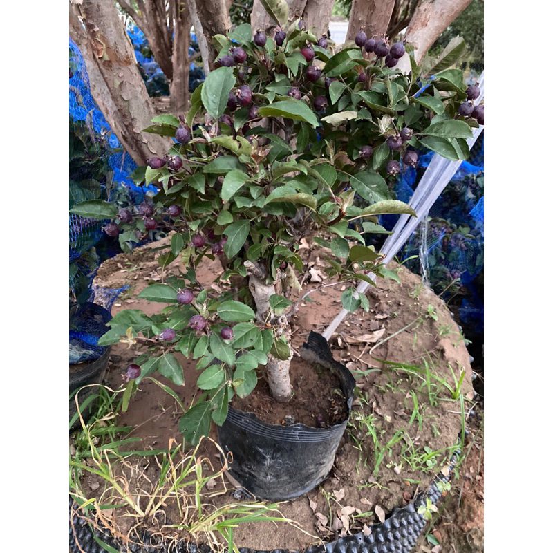 Cây táo đỏ lùn mĩ đang ra quả