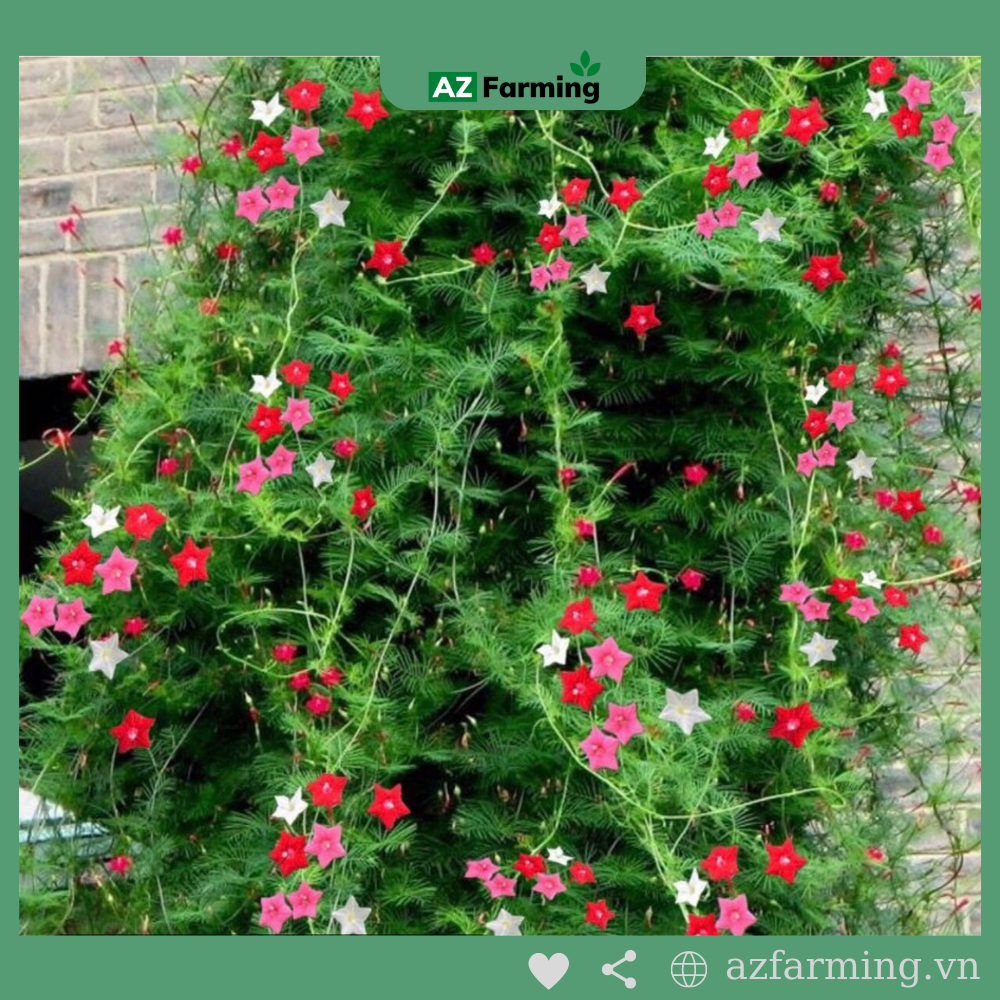 Hạt Giống Hoa Tóc Tiên  Dễ Trồng Dễ Chăm - Gói 200 Hạt - AZ Farming