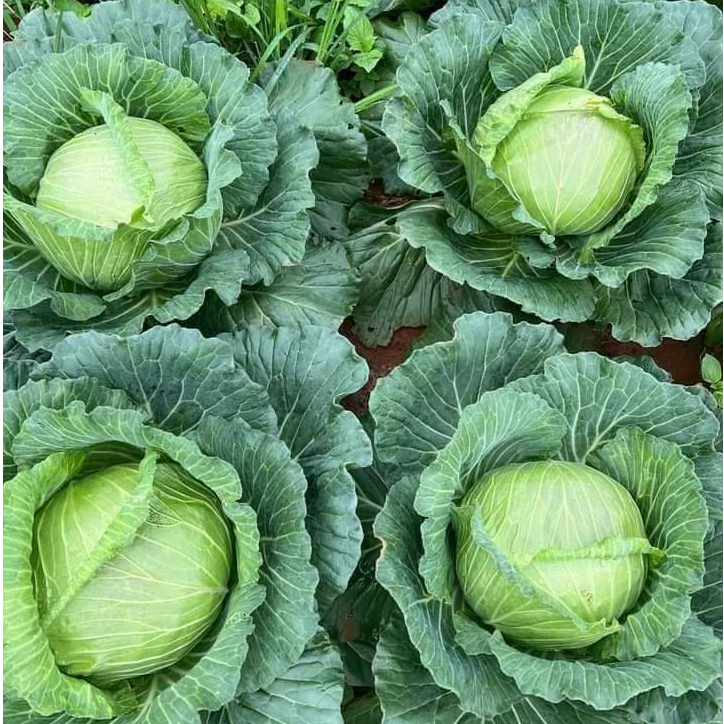 1Gr Hạt Giống Bắp Cải Quận Chặt Đậm Đà Copenhagen - TaNe Garden