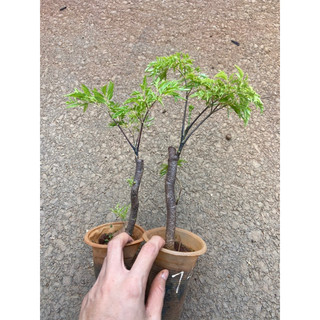 Cây sâm đinh lăng lá nếp