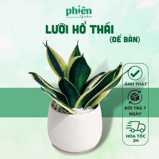 Cây Lưỡi Hổ Thái mini để bàn kèm Chậu gốm tráng men