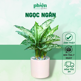 Cây Ngọc Ngân để bàn kèm Chậu gốm tráng men