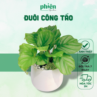 Cây Đuôi Công Táo, Đuôi công xanh Calathea Medallion để bàn kèm chậu gốm tráng men