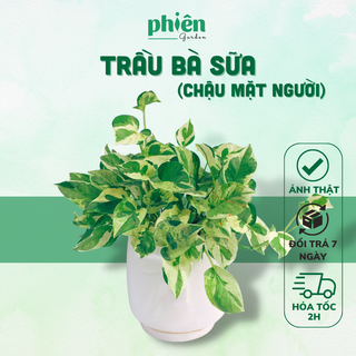 Cây Trầu Bà Cẩm Thạch chậu gốm, cây để Bàn mimi