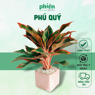 Cây Phú Quý để bàn kèm chậu gốm tráng men