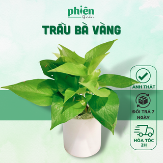 Cây Trầu Bà vàng, xanh để bàn kèm chậu gốm tráng men