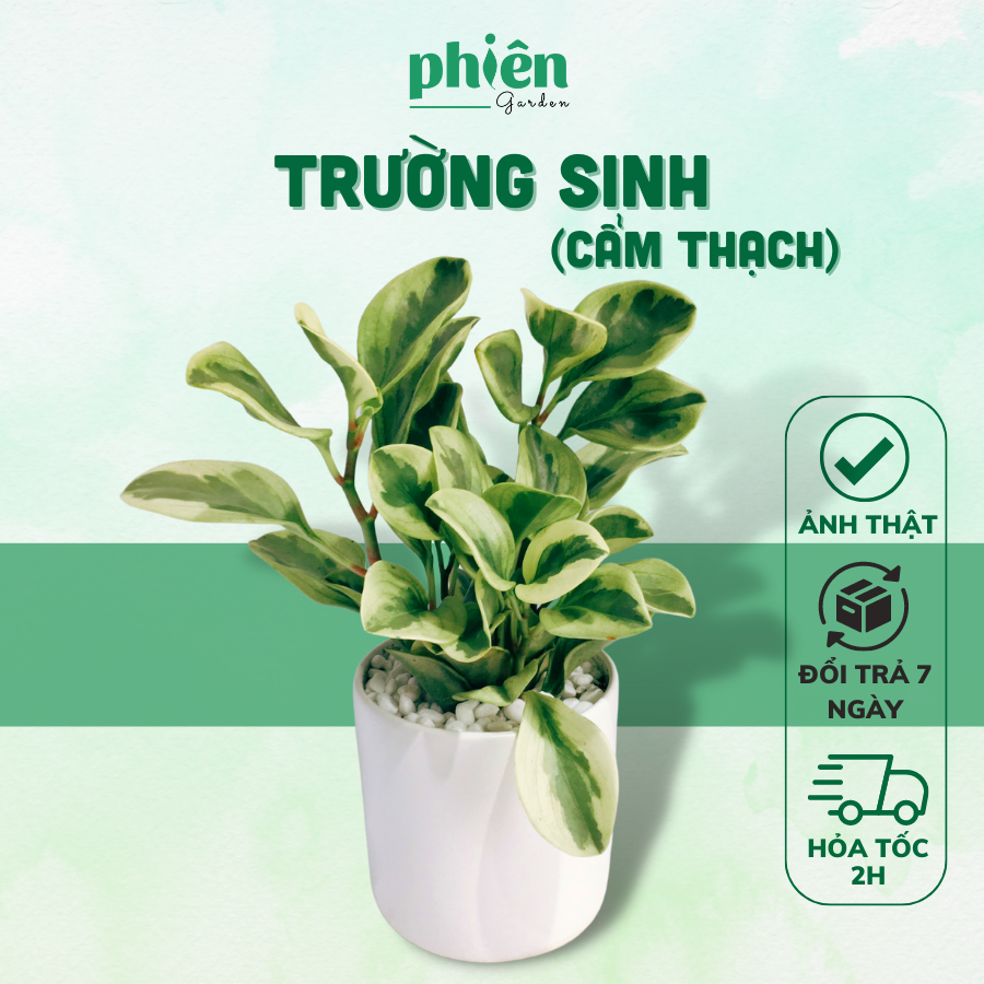 Cây Trường Sinh Cẩm Thạch để bàn kèm chậu gốm tráng men
