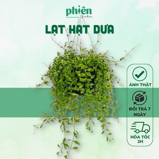 Cây lan hạt dưa kèm chậu treo, cây lan đô la lá rũ