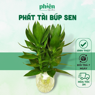 Cây Phát Tài Búp Sen 3 thân để bàn kèm chậu thuỷ tinh