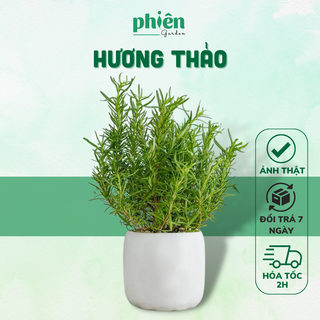 Cây Hương Thảo để bàn, cây Rosemary cực thơm
