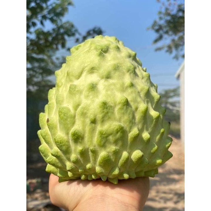 Cây na đài loan giống(caygiongbazanxanh)