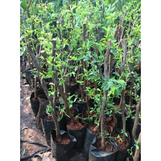 Cây giống hồng táo - táo tàu Dongzao chịu nhiệt 47,6 độ C, thu trái tháng 9-10 hàng năm