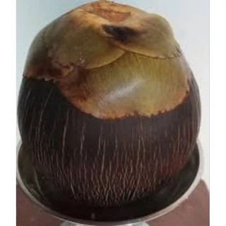 Trái Thốt Nốt làm giống