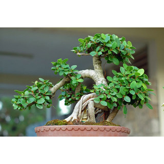 Phân Bón Supe Lân - Phân Lân 1kg ( Lân Lâm Thao dạng bột)