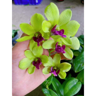 Hoa lan burana green gửi nguyên chậu p12