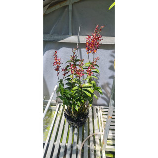HOA LAN HOÁN LONG CÂY GIỐNG(7-12CM)