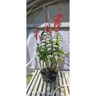 Hoa lan hoán long cây giống