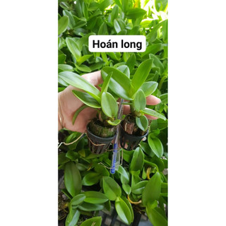 HOA LAN HOÁN LONG CÂY GIỐNG(7-12CM)