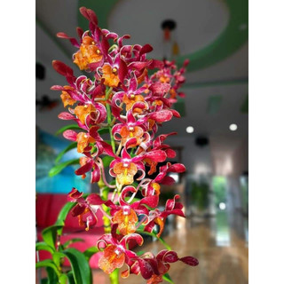 HOA LAN HOÁN LONG CÂY GIỐNG(7-12CM)