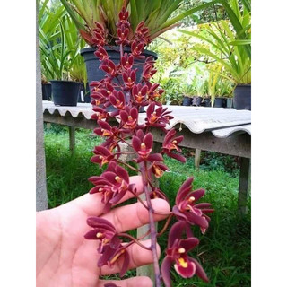 Hoa lan kiếm đỏ nguyên chậu