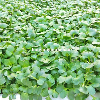 HẠT GIỐNG RAU MẦM CỦ CẢI TRẮNG