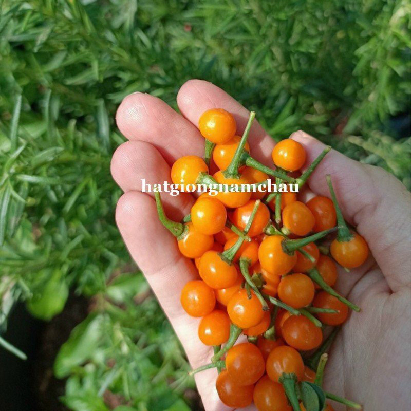 5H - HẠT GIỐNG ỚT MẮC NHẤT THẾ GIỚI CHARAPITA
