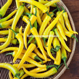 20H - HẠT GIỐNG ỚT SỪNG VÀNG