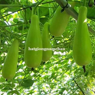 10h - hạt giống bầu xị