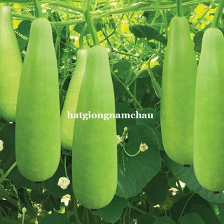 10H - HẠT GIỐNG BẦU XỊ