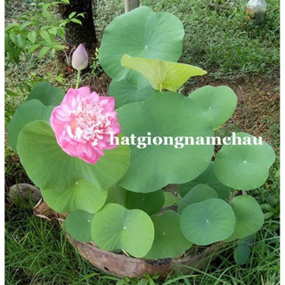 5H - HẠT GIỐNG HOA SEN QUAN ÂM