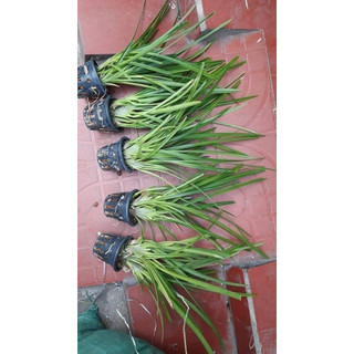 HOA LAN KIẾM TRẮNG YÊN BÁI