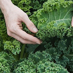 Hạt giống cải xoăn kale hn gói 2gr
