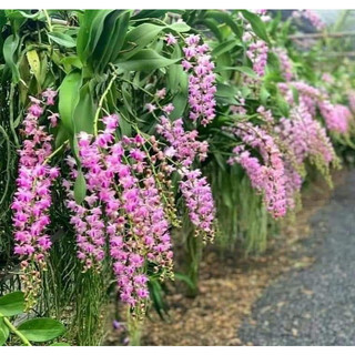 Cây giống giáng hương kuki