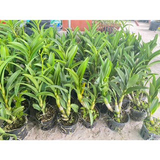 HOA LAN DENRO NẮNG HOÀNG LONG