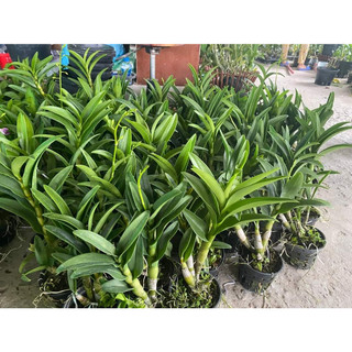 HOA LAN DENRO NẮNG HOÀNG LONG