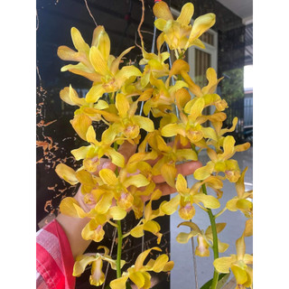 HOA LAN DENRO NẮNG HOÀNG LONG