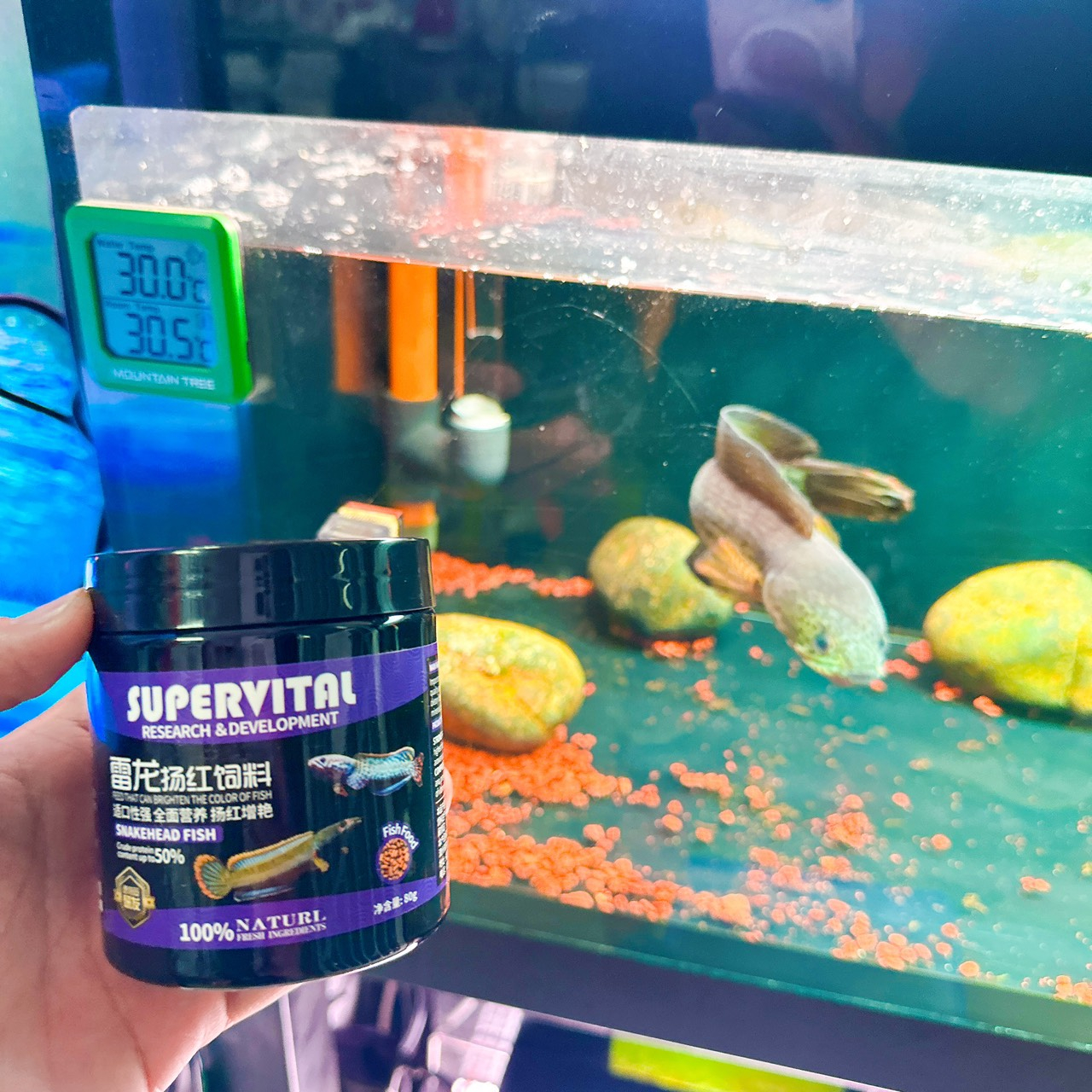 Thức Ăn Cá Lóc Giúp Lên Màu Sắc Bóng Vảy Sung Khỏe  SUPERVITAL Hủ 80g