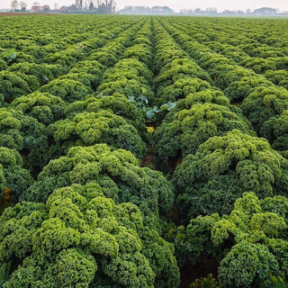 Hạt giống Cải Xoăn Kale mỹ khổng lồ