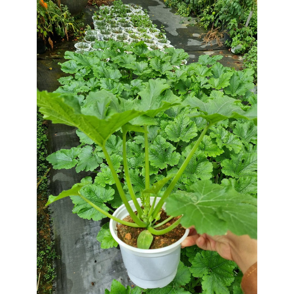 Bí ngòi xanh trái dài - Cucurbita pepo - Trang Flowers