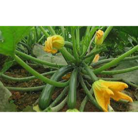 Bí ngòi xanh trái dài - Cucurbita pepo - Trang Flowers