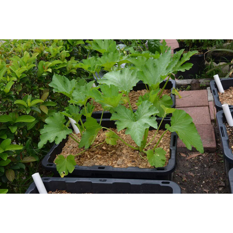 Bí ngòi xanh trái dài - Cucurbita pepo - Trang Flowers